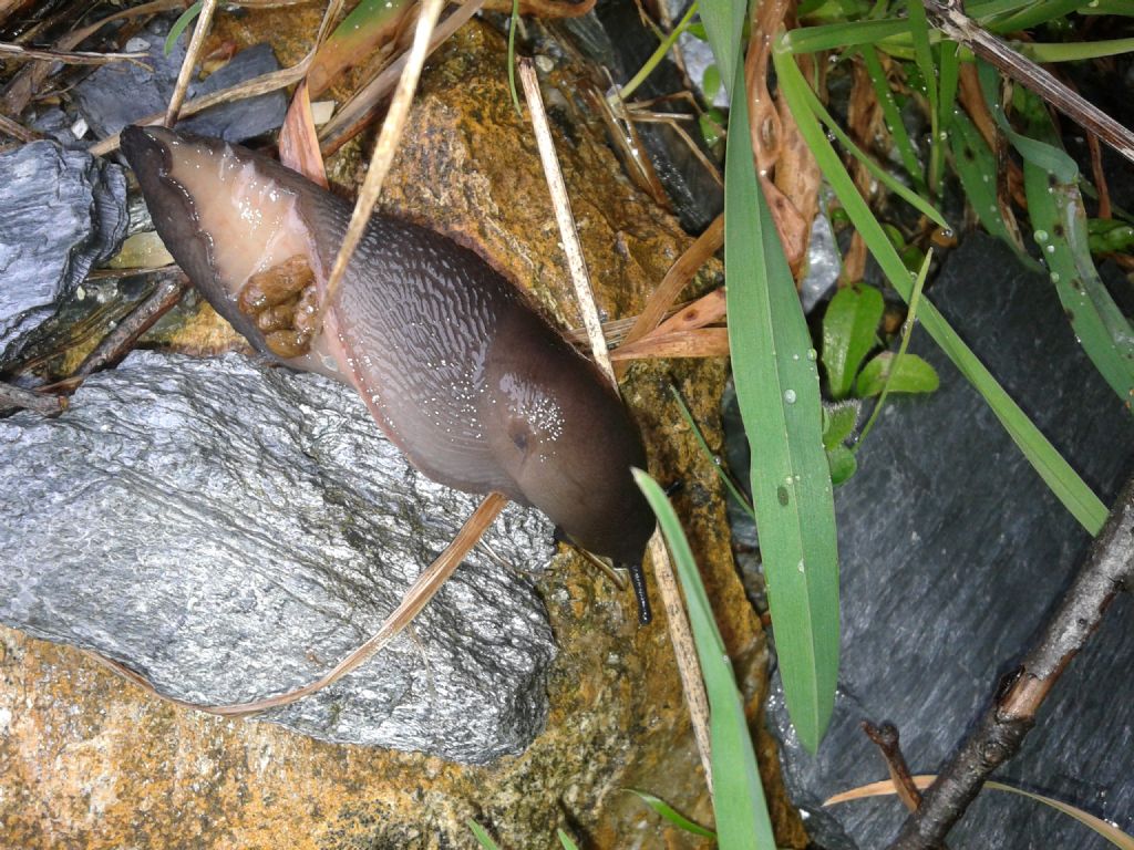 Limax nero Alpi Apuane